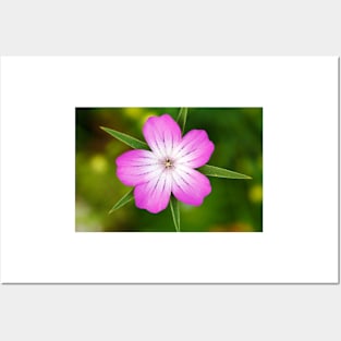 Pink flower against blurry green background Posters and Art